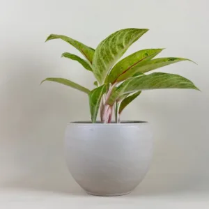 Aglaonema 'Golden Papaya'