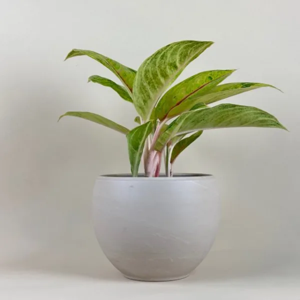 Aglaonema 'Golden Papaya'