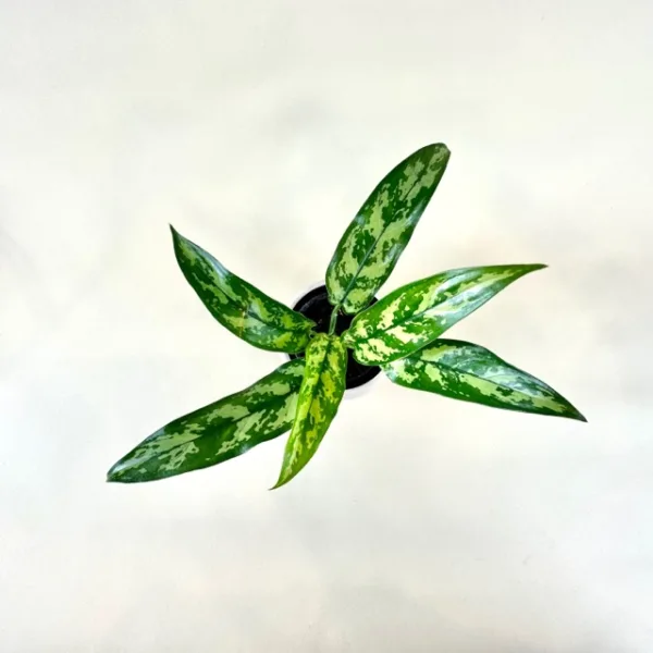 Aglaonema 'Maria' 4in - Image 4