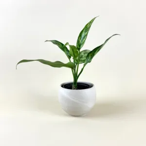 Aglaonema 'Maria' 4in