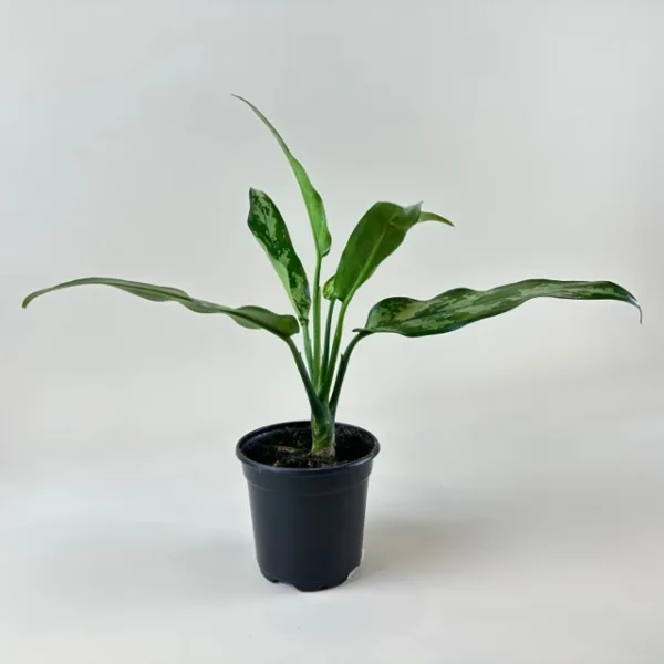 Aglaonema 'Maria' 4in - Image 2