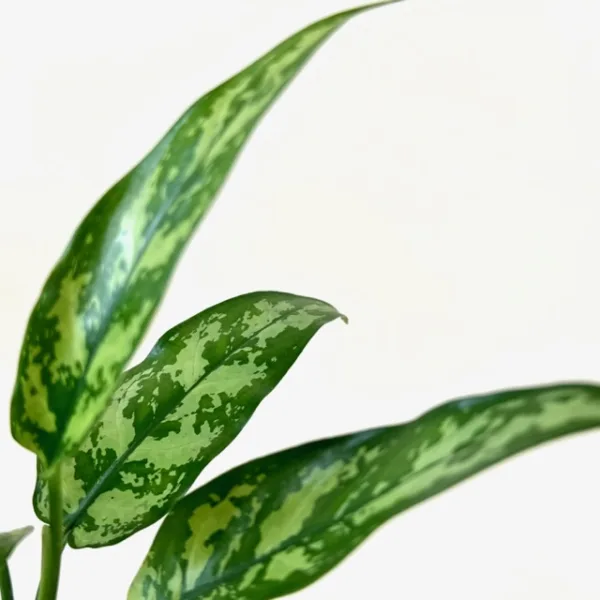 Aglaonema 'Maria' 4in - Image 3
