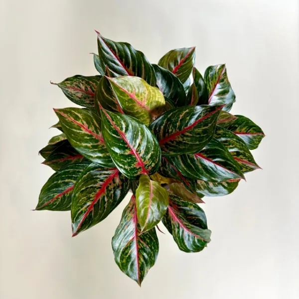 Aglaonema 'Red Emerald' 6in - Image 4