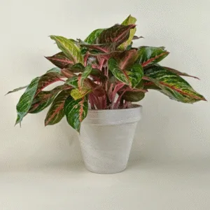 Aglaonema 'Red Emerald' 6in
