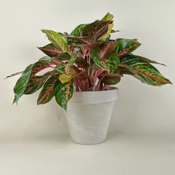 Aglaonema 'Red Emerald' 6in