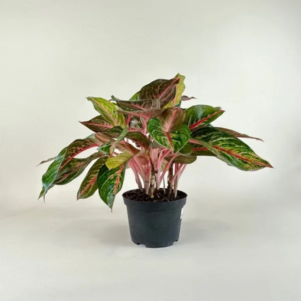 Aglaonema 'Red Emerald' 6in - Image 2