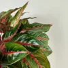 Aglaonema 'Red Emerald' 6in  Uncle John's Home & Garden