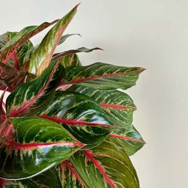 Aglaonema 'Red Emerald' 6in - Image 3