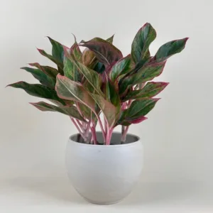 Aglaonema 'Siam Red' 6in