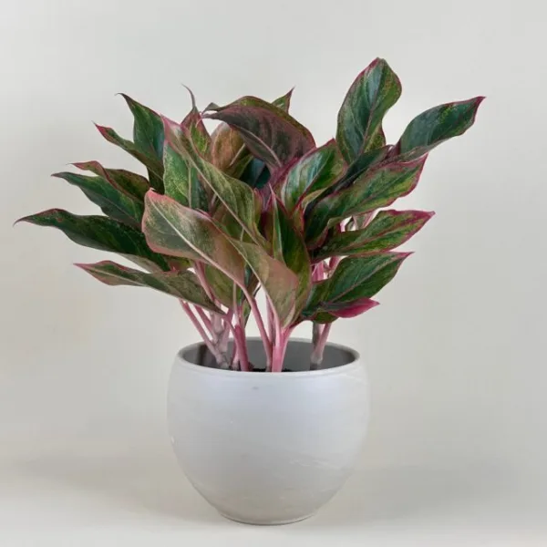 Aglaonema 'Siam Red' 6in