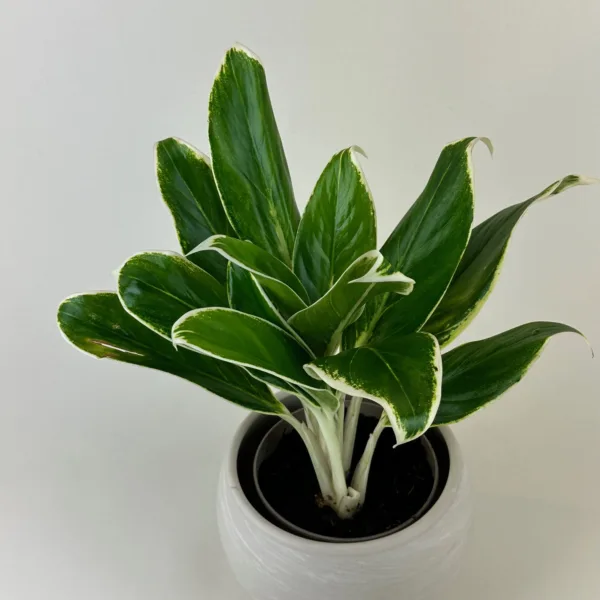 Aglaonema 'Zebra' 6in - Image 4