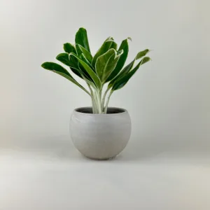 Aglaonema 'Zebra' 6in