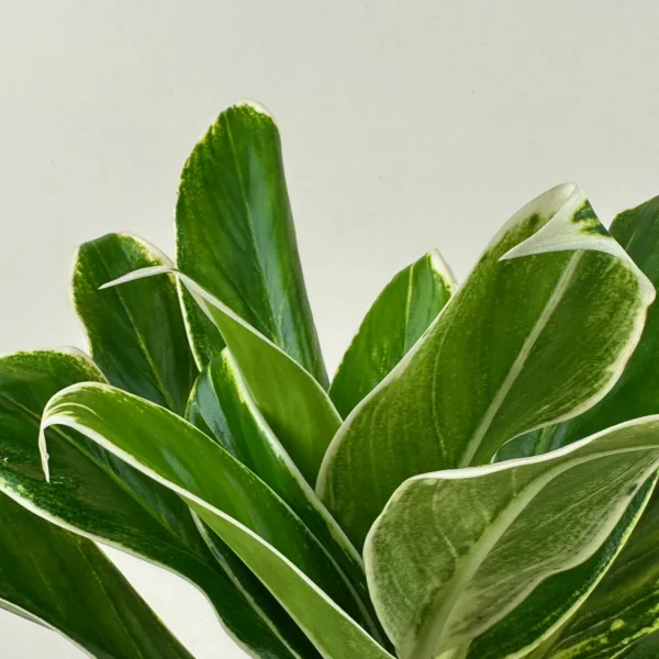 Aglaonema 'Zebra' 6in - Image 2