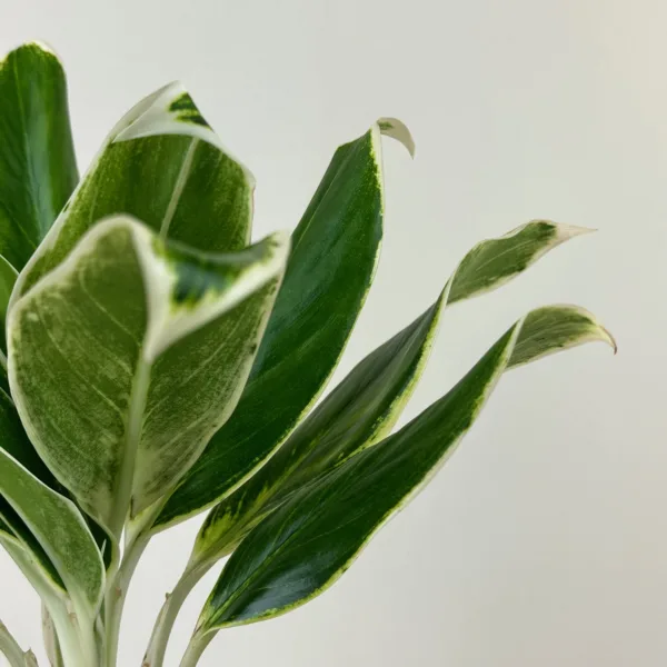 Aglaonema 'Zebra' 6in - Image 3