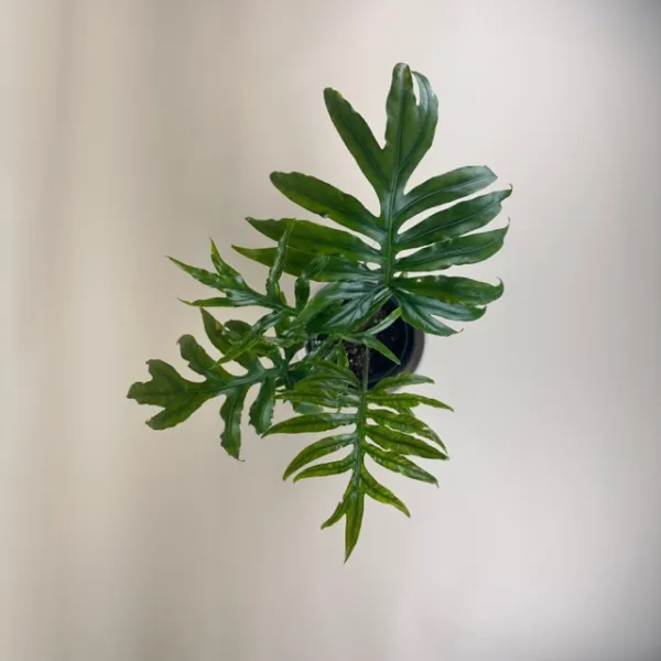 Alocasia portei - Image 4