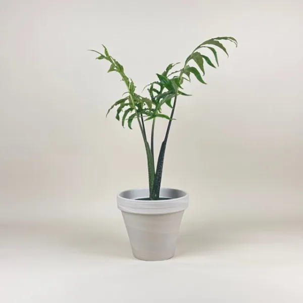 Alocasia portei