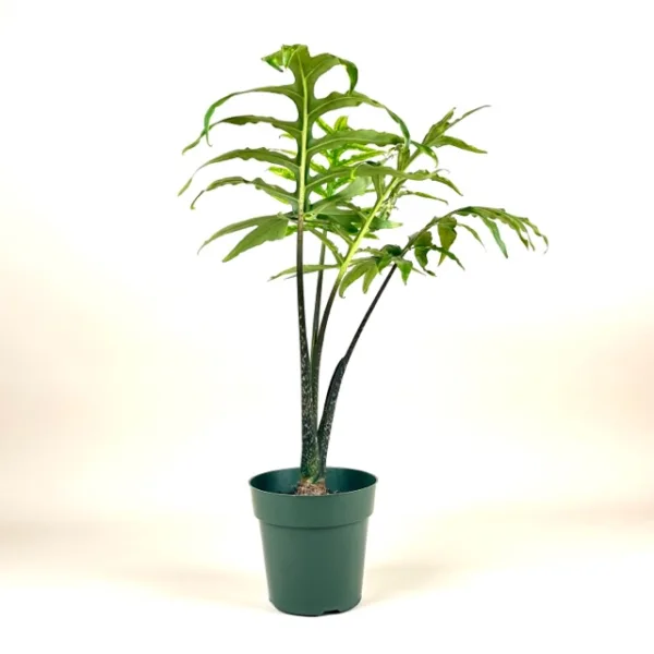 Alocasia portei - Image 2