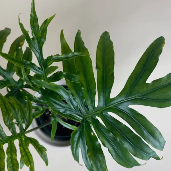 Alocasia portei - Image 3