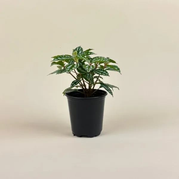 Aluminum Plant - Image 2