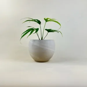 Anthurium 'Fingers' 8in