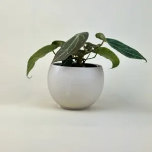 Anthurium forgetii
