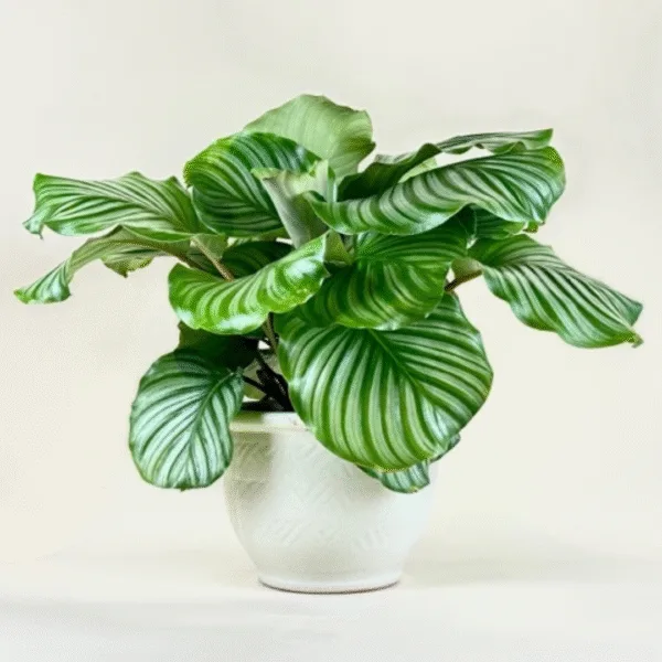 Calathea Orbifolia
