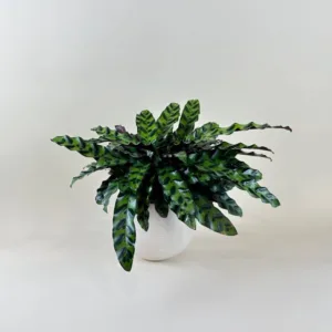 Calathea Rattlesnake