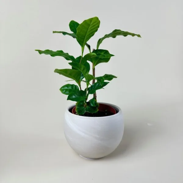 Coffee Plant