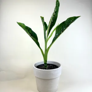 Dieffenbachia 'Crocodile'