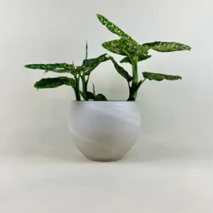 Dieffenbachia 'Reflector'