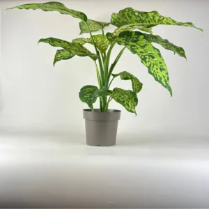 Dieffenbachia 'Ocelot' 17cm