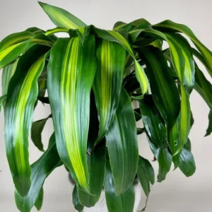 Corn Plant 12in