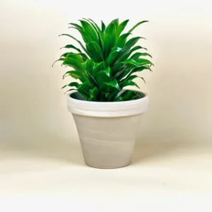 Dracaena 'Janet Craig'