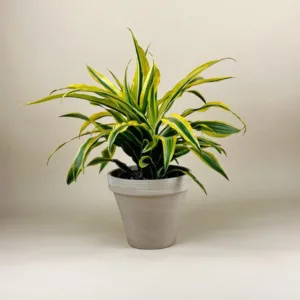 Dracaena 'Lemon Lime' 6in