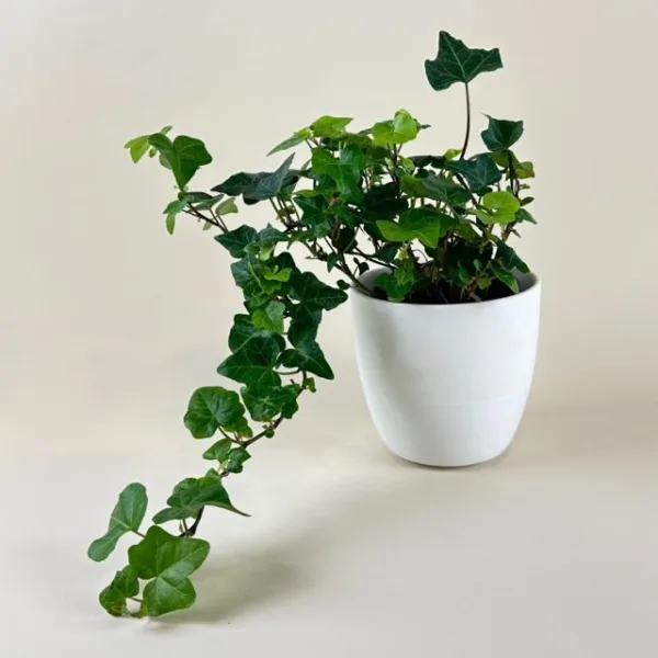 English Ivy