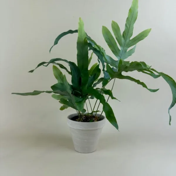 Fern- Blue Star