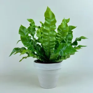 Fern- Crispy Wave