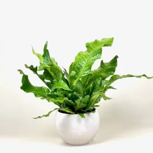 Fern- Crocodile