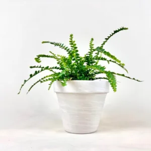 Fern 'Lemon Button'