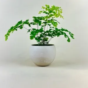 Fern Maidenhair 'Fragrans' 3.5in