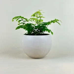 Fern Maidenhair 'Fritz Luthi'