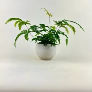 Fern Maidenhair 'Rosy' 3.5in