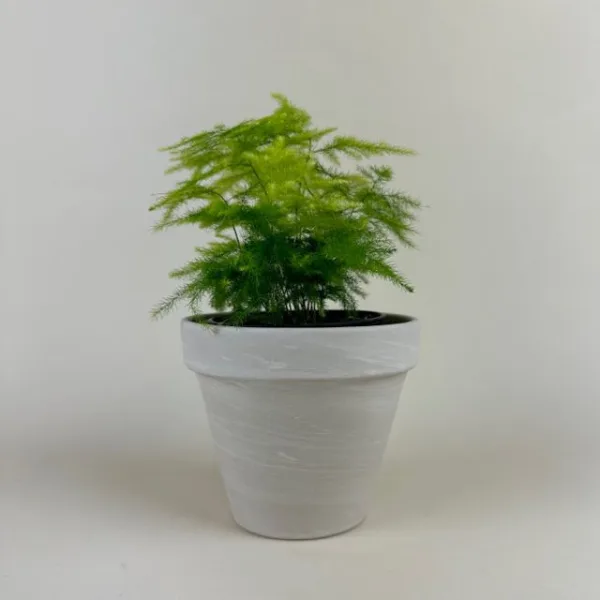 Fern 'Plumosa'