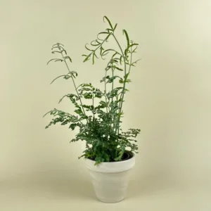 Fern- Silver Lace