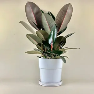 Ficus 'Burgundy'