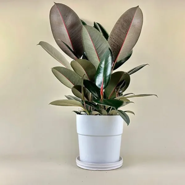 Ficus 'Burgundy'