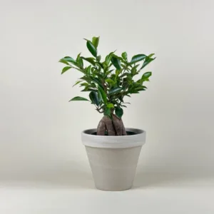 Ficus Ginseng