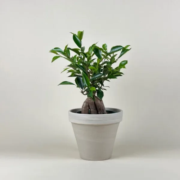 Ficus Ginseng