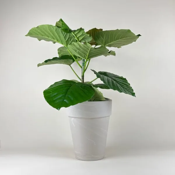 Ficus umbellata