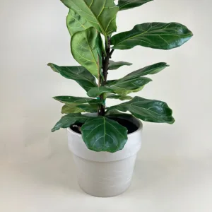Fiddle Leaf Fig